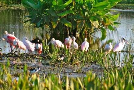 roseate spoonbills at green cay